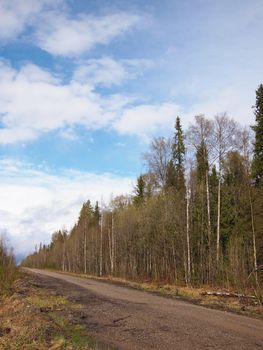 The road in the woods