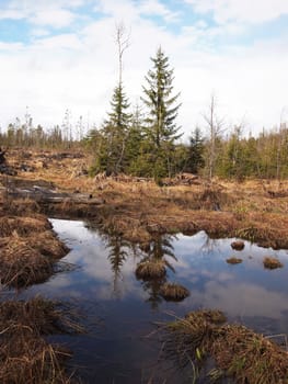 forest after logging 