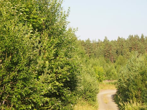 Road to a wood       
