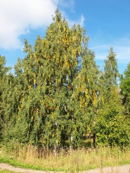 Birch avenue          