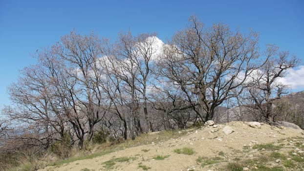 trees, sky and rock 