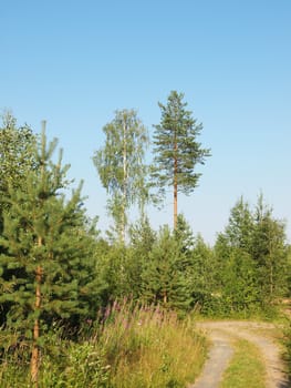 Road to a wood      