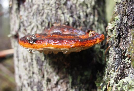 Fungi a tinder 