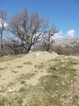 trees, sky and rock 