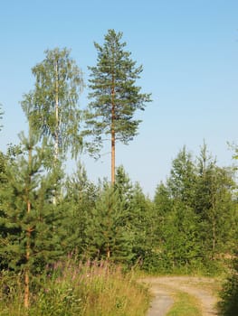 Road to a wood       