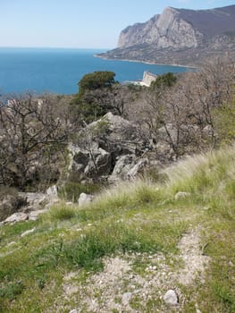 tree, sky and rock