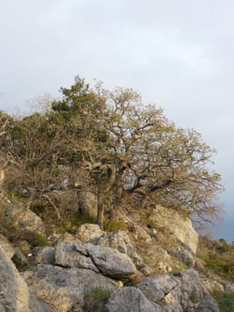 trees, sky and rock 