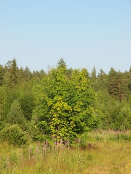Wood in summer. Russia        