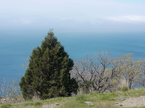 tree, sky and rock 