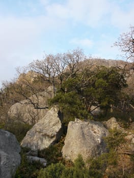 trees, sky and rock 