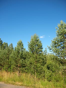 Wood in the spring. Karelia, Russia     