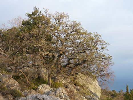 trees, sky and rock 