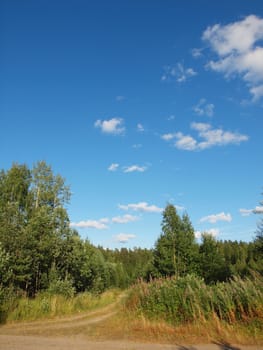 Wood in the spring. Karelia, Russia        