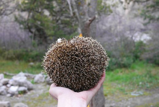 hedgehog on his arm