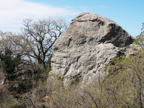 tree, sky and rock