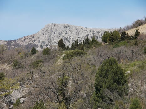 tree, sky and rock
