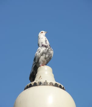 white pigeon on a lamp
