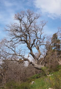 tree, sky and rock