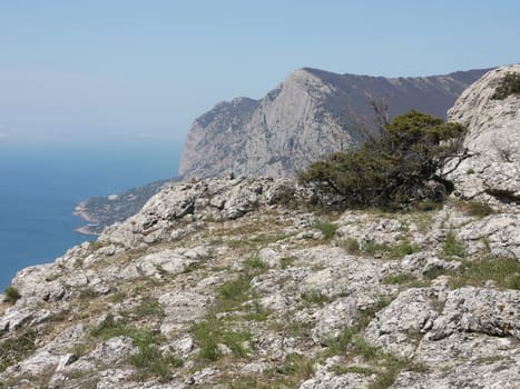 trees, sky and rock