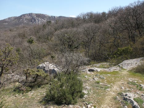 tree, sky and rock 