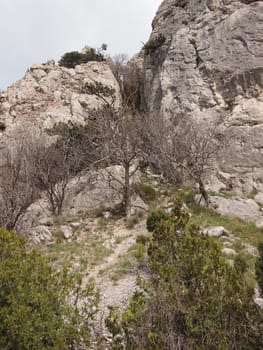 trees, sky and rock 