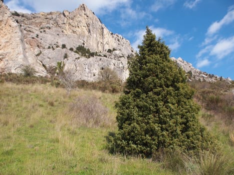 tree, sky and rock 