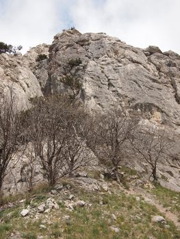 trees, sky and rock