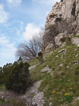 trees, sky and rock 