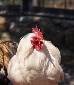 chicken