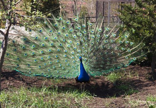 beautiful peacock