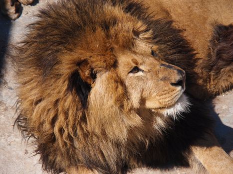 portrait of a male lion