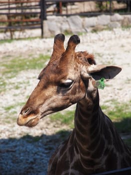 Portrait of a giraffe