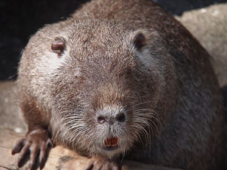 Portrait of a nutria 