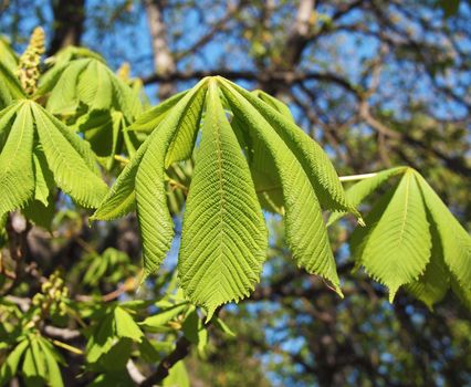 Leaves of a chestnut on a gleam of the sun 