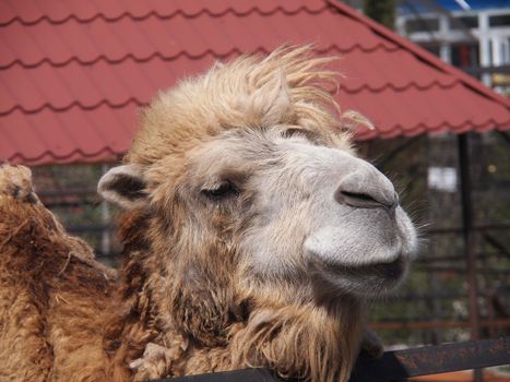 Portrait of Camel