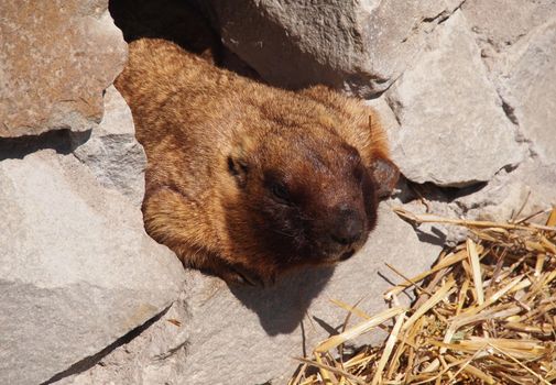 portrait of a marmot