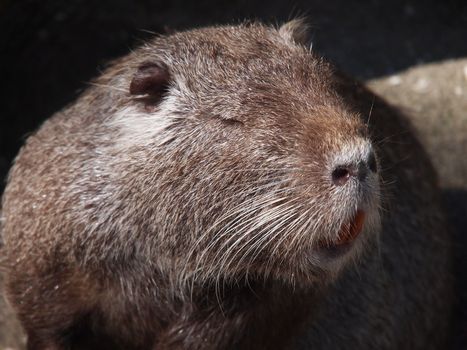 Portrait of a nutria 