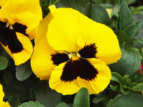 yellow pansy flowers