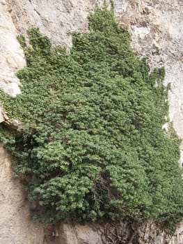 ivy on the rock