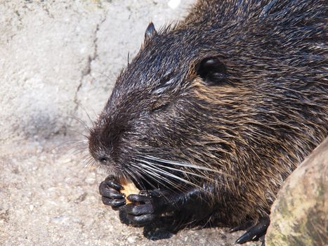 Portrait of a nutria 