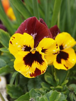 Yellow viola