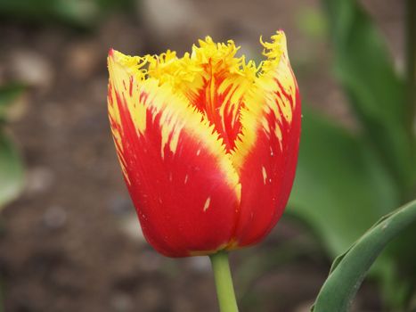 red tulip