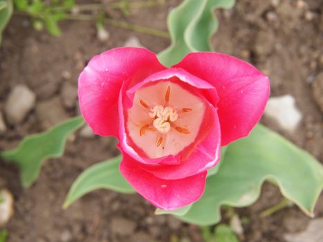 pink tulip