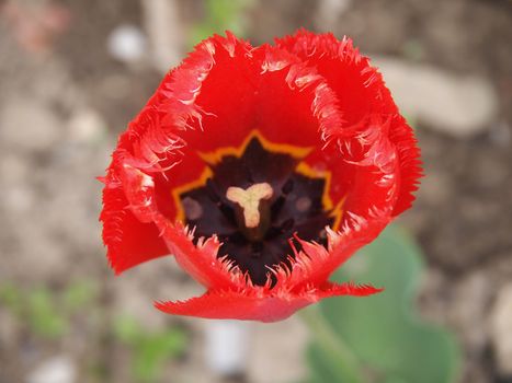 red tulip