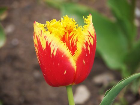 red tulip