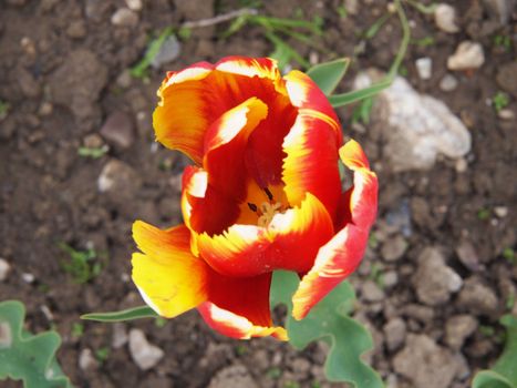  tulip