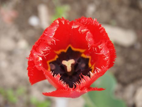 red tulip