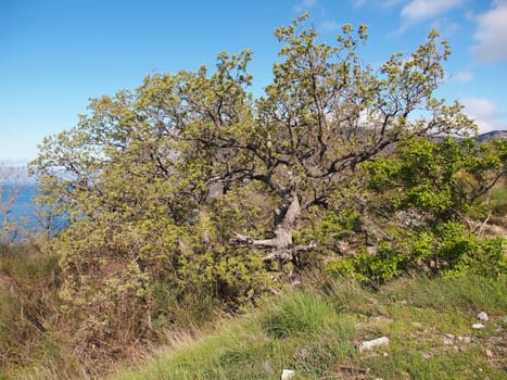 tree, sky and rock