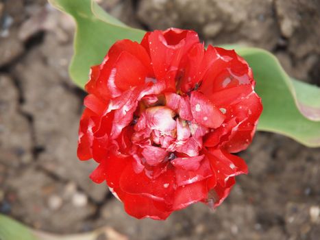 red tulip