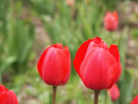 red tulip